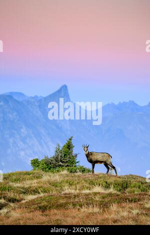 Zoologia, mammiferi (mammalia), camosci, camosci, Rupicapra Rupicapra, CAMOSCIO ALPINO, NON-USO ESCLUSIVO-PER-USO-CARTOLINA-BIGLIETTI-CARTOLINA-BIGLIETTI-CARTOLINA-PIEGHEVOLI Foto Stock