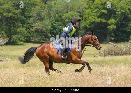 cavallo e cavaliere che gareggiano nella corsa dei cavalli di resistenza Foto Stock