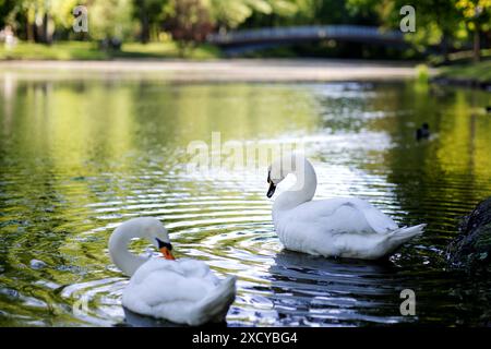 Il cigno bianco si sta graffiando nell'acqua del parco. Foto Stock