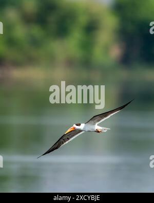 Skimmer indiano o forbici indiane Bill o Rynchops albicollis skimming e volo con apertura alare completa nella vista panoramica naturale del verde o sullo sfondo dell'india Foto Stock