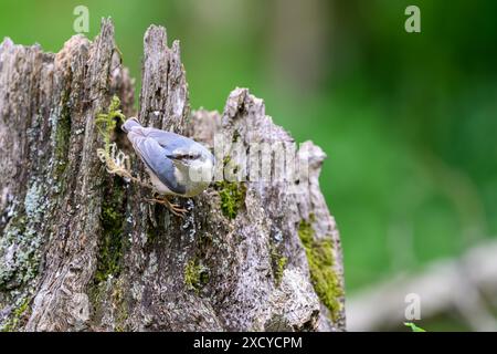 Nuthatch, Sitta europaea, arroccato su un ceppo d'albero morto Foto Stock