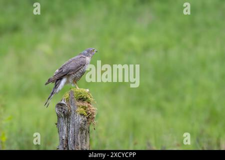 Sparrowhawk eurasiatico, Accipiter nisus, arroccato su un palo coperto di muschio Foto Stock