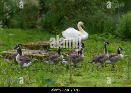 Gregge di oche del Canada sulla riva del fiume con un cigno Foto Stock