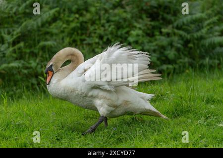 cigno maschile aggressivo sulla riva del fiume Foto Stock