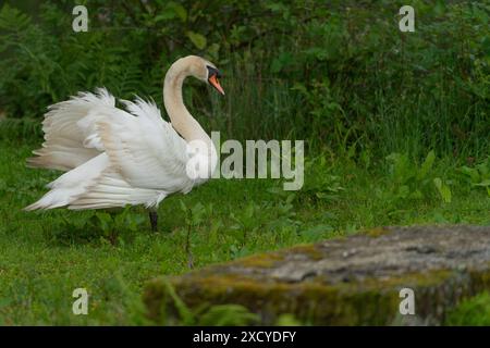 cigno maschile aggressivo sulla riva del fiume Foto Stock