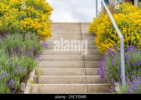 Una scena serena caratterizzata da scale fiancheggiate da vibranti fiori gialli e viola di lavanda. L'immagine cattura la bellezza naturale di un giardino in piena fioritura Foto Stock