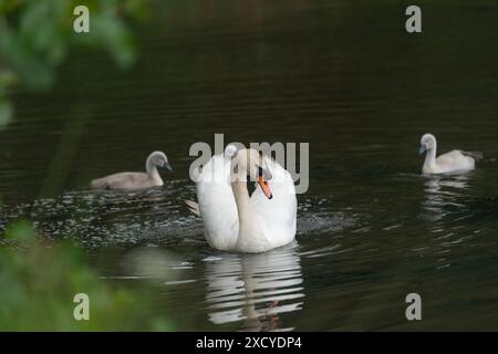 la madre cigno e i suoi bambini nuotano Foto Stock