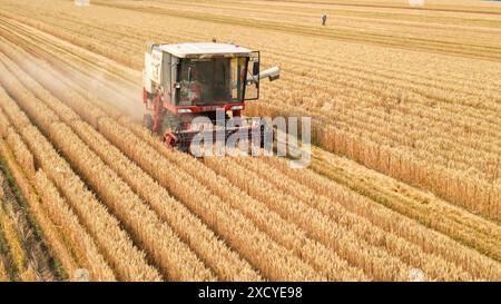 Jinan. 6 giugno 2024. Una foto scattata il 6 giugno 2024 mostra un mietitore che raccoglie grano in un campo nel villaggio di Haojia nella contea di Guangrao, Dongying City, nella provincia di Shandong della Cina orientale. Crediti: Liu Yunjie/Xinhua/Alamy Live News Foto Stock