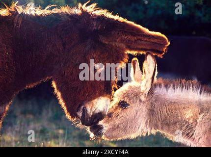 Baudet du Poitou e Cotentin asini che si toccano con la testa, Francia Foto Stock