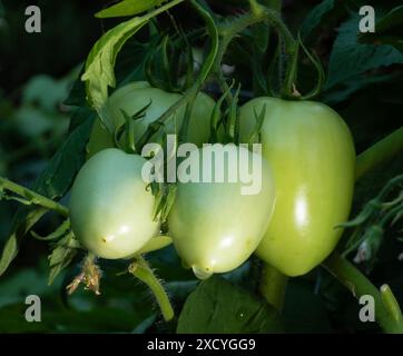 Pomodori verdi italiani ancora verdi e in crescita sulla pianta. Foto Stock