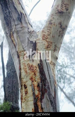 Dettaglio di un tronco di gomme scarabocchiate che si divide in due rami resti di corteccia sfaldata, nella nebbia lungo i sentieri a Echo Point, Foto Stock
