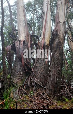 Tre tronchi di eucalipto con corteccia pelante e fogliame lungo i sentieri a Echo Point, nebbia nelle Blue Mountains Australia Foto Stock