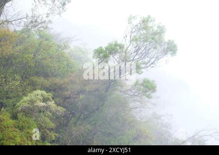 Alberi e fogliame che si estendono dal lato della montagna guardando giù da un sentiero a piedi presso le Tree Sisters avvolte da una fitta nebbia Foto Stock