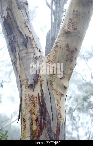 Tronco di una gomma scarabocchiata in primo piano nella nebbia lungo un sentiero a piedi a Echo Point, The Tree Sisters, (invisibile) Katoomba avvolta da una fitta nebbia. Foto Stock