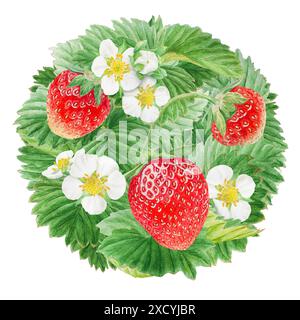 Fragola rossa con cerchio di fiori bianchi, sfondo rotondo. Illustrazione ad acquerello disegnata a mano da Bush. Arte gastronomica, pittura botanica realistica fresca Foto Stock