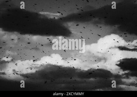 Italia, Firenze, gregge di starlings Foto Stock