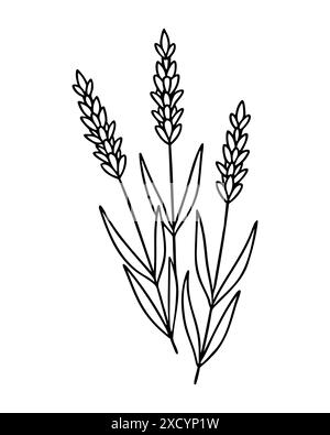 Spaghetti con fiori di lavanda, disegno dei contorni, tre rami al bouquet, stile provenzale. Isolato su sfondo bianco. Illustrazione vettoriale Illustrazione Vettoriale