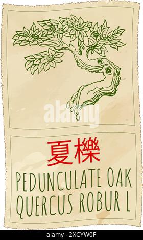 Disegno vettoriale PEDUNCULATE OAK in cinese. Illustrazione disegnata a mano. Il nome latino è QUERCUS ROBUR L. Illustrazione Vettoriale