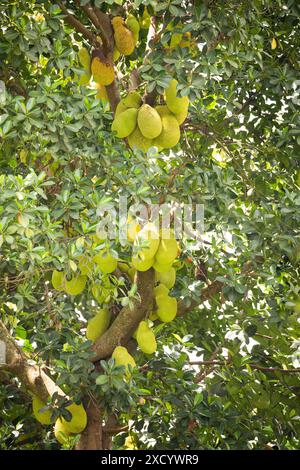 Primo piano sulla coltivazione di jackfruit. Molti frutti di Jack maturano su un albero in Africa Foto Stock