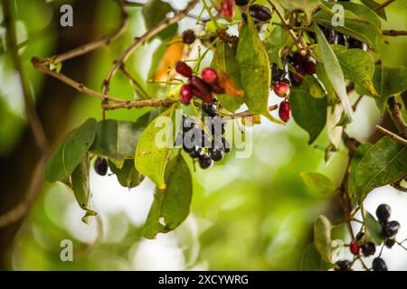 Frutto di Syzygium cumini, prugna Malabar comunemente nota, prugna di Giava, prugna nera, jamblang, juwet, jambul jambolan, è una fioreria tropicale sempreverde Foto Stock