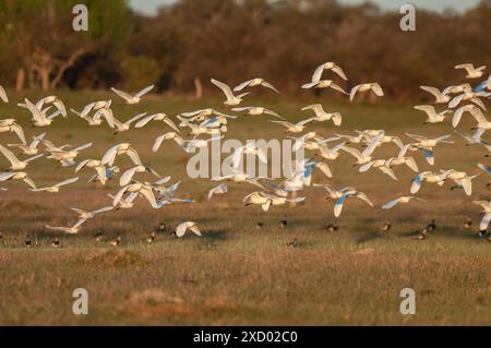 Egret Flock in volo, provincia di la Pampa, Patagonia, Argentina Foto Stock