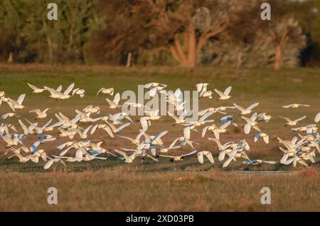 Egret Flock in volo, provincia di la Pampa, Patagonia, Argentina Foto Stock