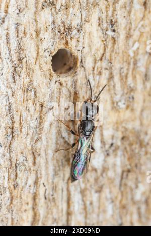 Vespa Crabronid (Passaloecus sp.) - Donna Foto Stock