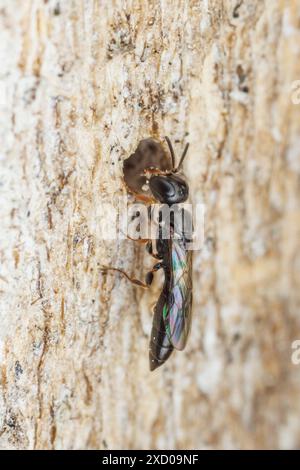 Vespa Crabronid (Passaloecus sp.) - Donna Foto Stock