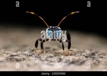 Vista frontale di un insetto dai piedi di foglia (Acanthocephala terminalis) ninfa. Foto Stock