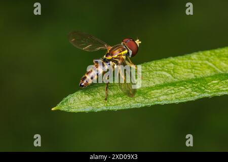 Calligrafo orientale (Toxomerus geminatis) - maschio Foto Stock