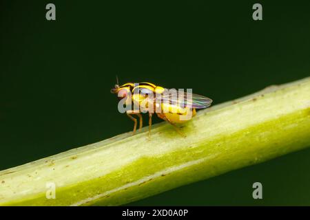Grass Fly (Thaumatomyia glabra) Foto Stock