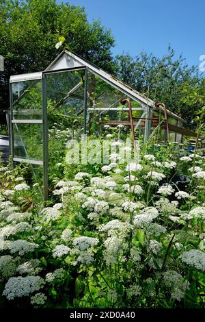 giardino di riparto sovrastato, norfolk settentrionale, inghilterra Foto Stock