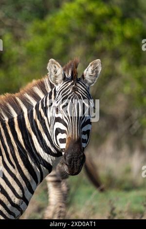 Zebra guarda direttamente la macchina fotografica, Ol Pejeta Conservancy, Kenya. Foto Stock