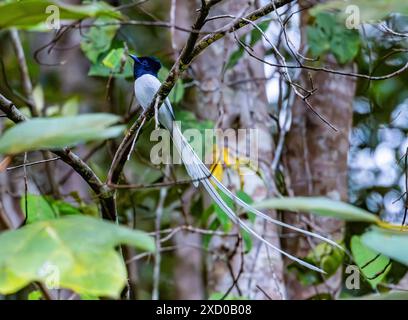 Un maschio Blyth's Paradise-Flycatcher (Terpsiphone affinis) arroccato su un ramo. Sarawak, Borneo, Malesia. Foto Stock