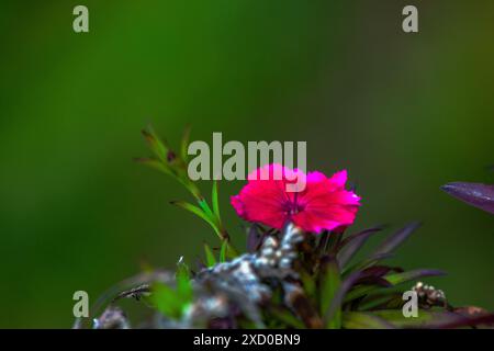 Una foto macro dettagliata di un fiore rosa che cattura i suoi delicati petali e i colori vivaci con dettagli sorprendenti. Foto Stock