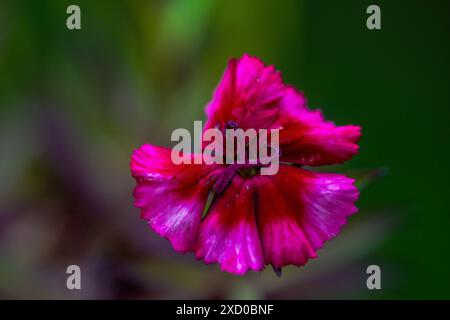 Una foto macro dettagliata di un fiore rosa che cattura i suoi delicati petali e i colori vivaci con dettagli sorprendenti. Foto Stock