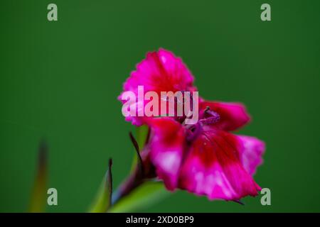 Una foto macro dettagliata di un fiore rosa che cattura i suoi delicati petali e i colori vivaci con dettagli sorprendenti. Foto Stock