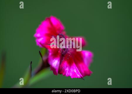 Una foto macro dettagliata di un fiore rosa che cattura i suoi delicati petali e i colori vivaci con dettagli sorprendenti. Foto Stock