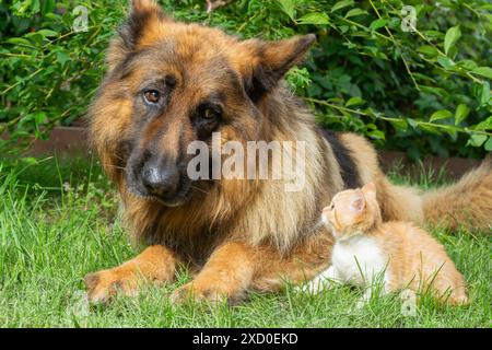 Un gattino di zenzero e un cane da pastore tedesco siedono sull'erba. Il gattino guarda il cane, che non guarda. Entrambi hanno orecchie perlate. Il cane è marrone scuro, gattino Foto Stock