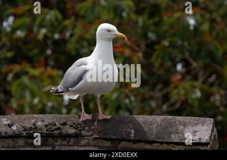 St Davids, Galles, 19 GIUGNO: Herring Gull a St Davids, Regno Unito. 19 giugno 2024. Crediti: Action foto Sport/Alamy Live News Foto Stock