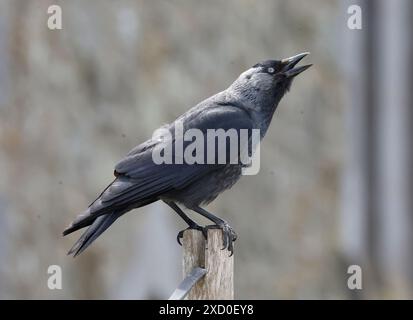 St Davids, Galles, 19 GIUGNO: Jackdaw in volo a St Davids, Regno Unito. 19 giugno 2024. Crediti: Action foto Sport/Alamy Live News Foto Stock