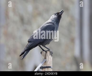 St Davids, Galles, 19 GIUGNO: Jackdaw in volo a St Davids, Regno Unito. 19 giugno 2024. Crediti: Action foto Sport/Alamy Live News Foto Stock