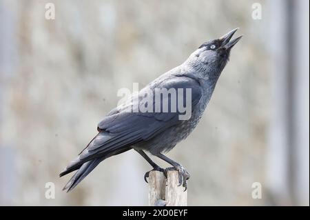 St Davids, Galles, 19 GIUGNO: Jackdaw in volo a St Davids, Regno Unito. 19 giugno 2024. Crediti: Action foto Sport/Alamy Live News Foto Stock