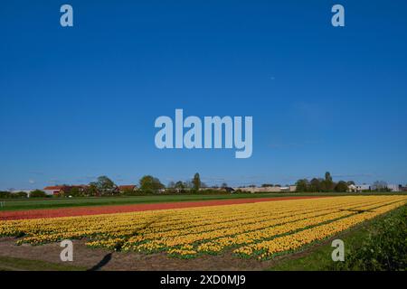 Infinite file di tulipani rossi nei campi dei bulbi olandesi sotto il cielo azzurro. Primavera in Olanda. Foto Stock