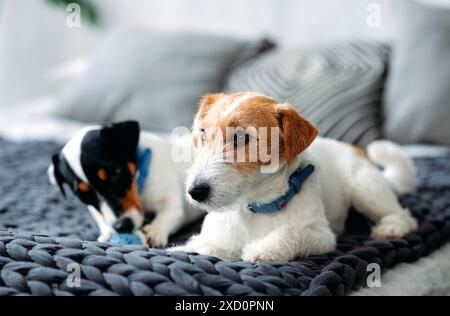 Due cani Jack Russell sono sdraiati in un letto di casa da vicino. Foto di alta qualità Foto Stock