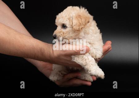 Simpatico e soffice cagnolino tenersi in mano isolato su sfondo nero dello studio Foto Stock