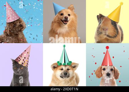 Adorabili animali di compleanno in cappelli da festa con sfondi di colore diverso, collage di ritratti Foto Stock