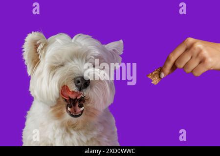 il cane felice lecca in attesa di cibo in bastoncini a forma di osso, concetto di cura degli animali, cibo sano per cani, concetto di cura degli animali Foto Stock