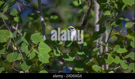 Parula alata d'oro maschile in una mattina di giugno nel Wisconsin settentrionale. Foto Stock