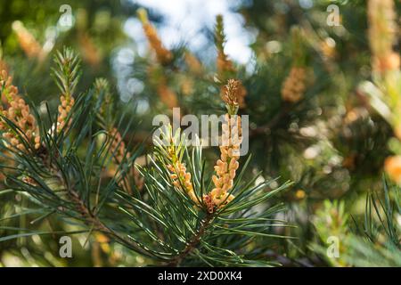 Polline maschile che produce strobili sul ramo del pino scozzese. Fioritura di Pinus sylvestris. Bellezza naturale di eleganti ramoscelli di pino Baltico. Cluster giallo Foto Stock